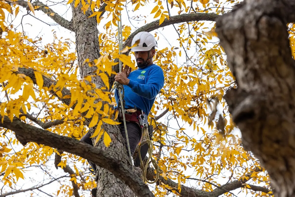 Skilled Tree Pruning crew working in Middletown